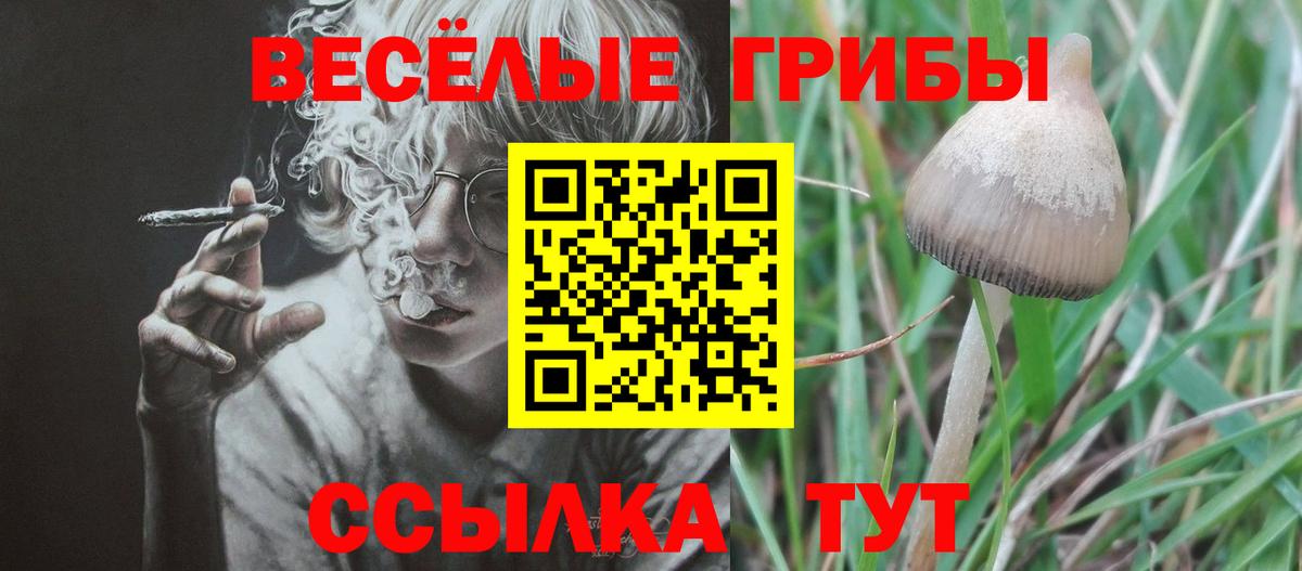 Псилоцибиновые грибы Magic Shrooms  Вход с VPN  Тында  Псилоцибиновые грибы MAGIC MUSHROOMS 